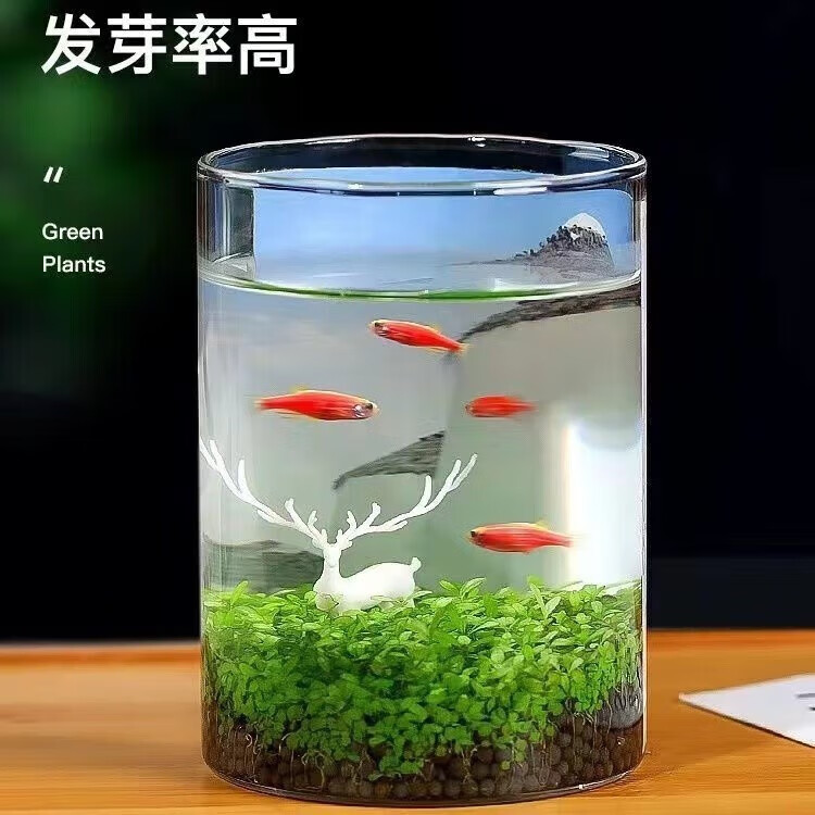 菲脂其他美妆工具 生态缸（款式随机）+草子+草泥 1个