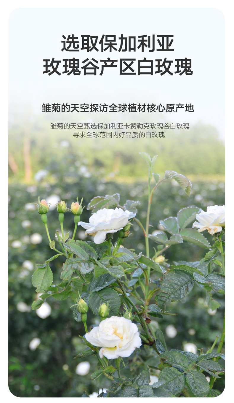 雏菊的天空（DAISY SKY） 保加利亚白玫瑰纯露补水爽肤水柔肤水护肤水补水柔肤水纯露玫瑰 白玫瑰318ml