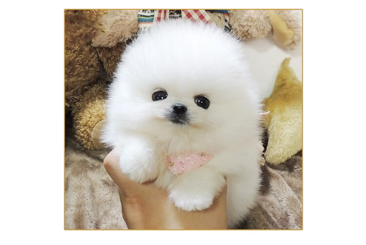 【30天健康保障】宠兴博美犬纯种博美犬幼犬茶杯犬狗.