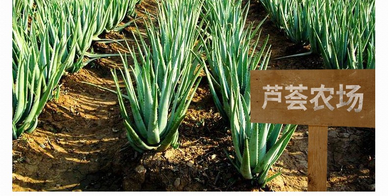 碧雅漫保湿芦荟胶300g 补水保湿清痘淡印细致毛孔晒后修护男女通用 芦荟胶300gX1盒