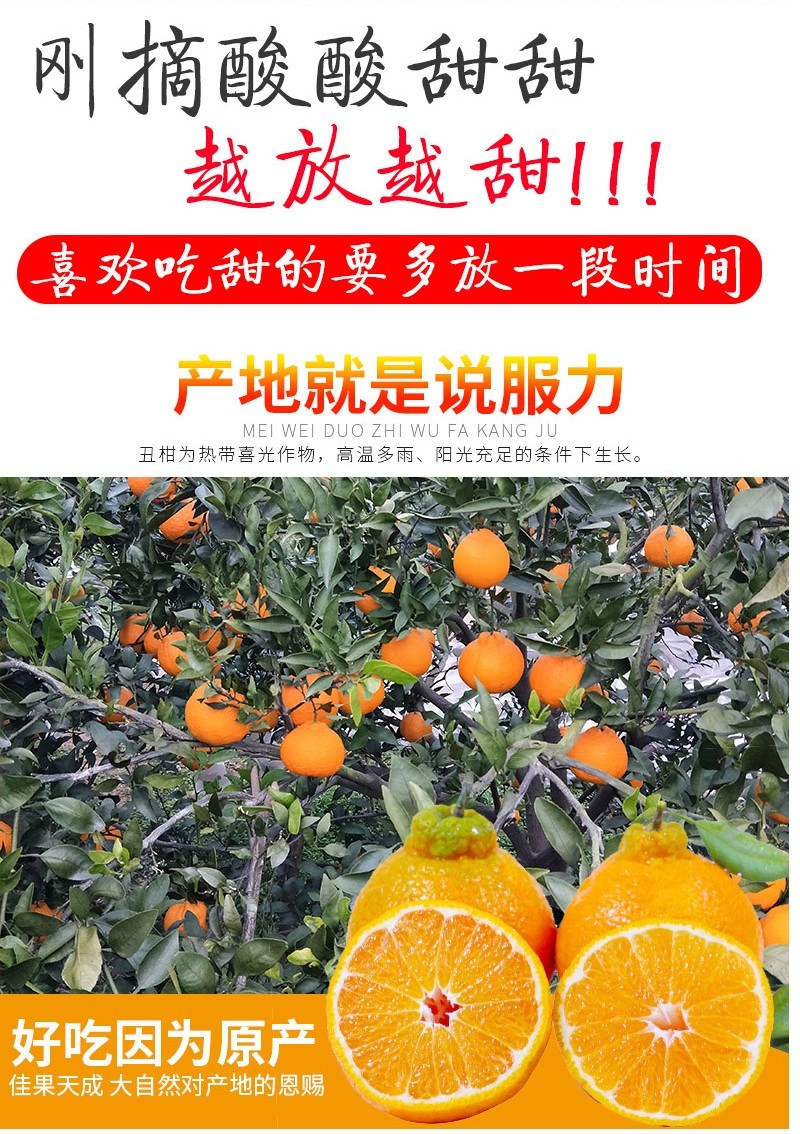 鲜滋味 四川不知火丑橘 新鲜水果 5斤70-80