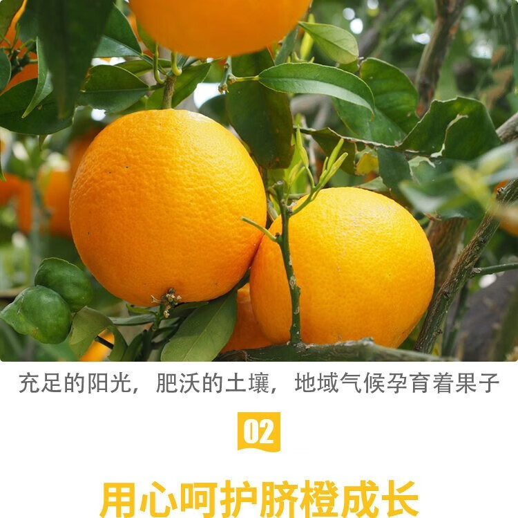 壹棵弘芯橙子脐橙新鲜水果果冻橙 10斤铂金大果