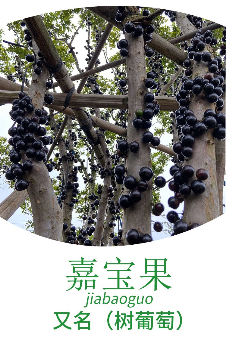 嘉宝果树苗树葡萄苗正宗台湾树葡萄沙巴四季南北种植当年结果果树苗地