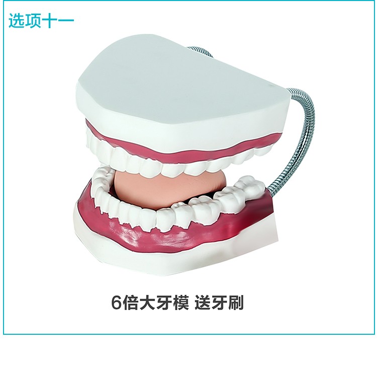 牙齿模型模具早教刷牙牙模标准教具幼儿园教刷牙儿童宝宝口腔教学 6倍