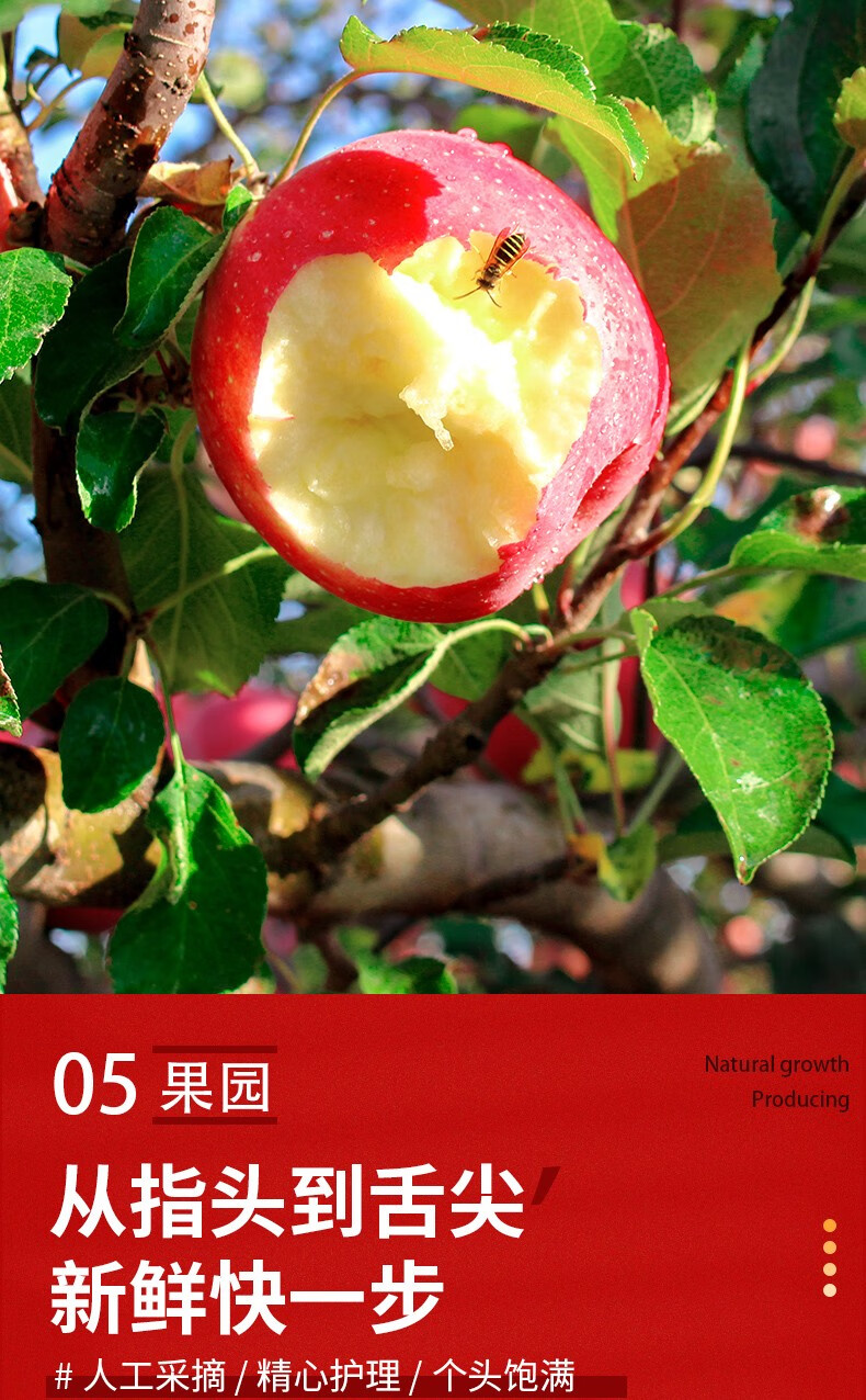 自然搭档 陕西洛川苹果红富士苹果脆甜多汁5斤/12斤 新鲜水果 净重5斤大果（果径85-90mm）