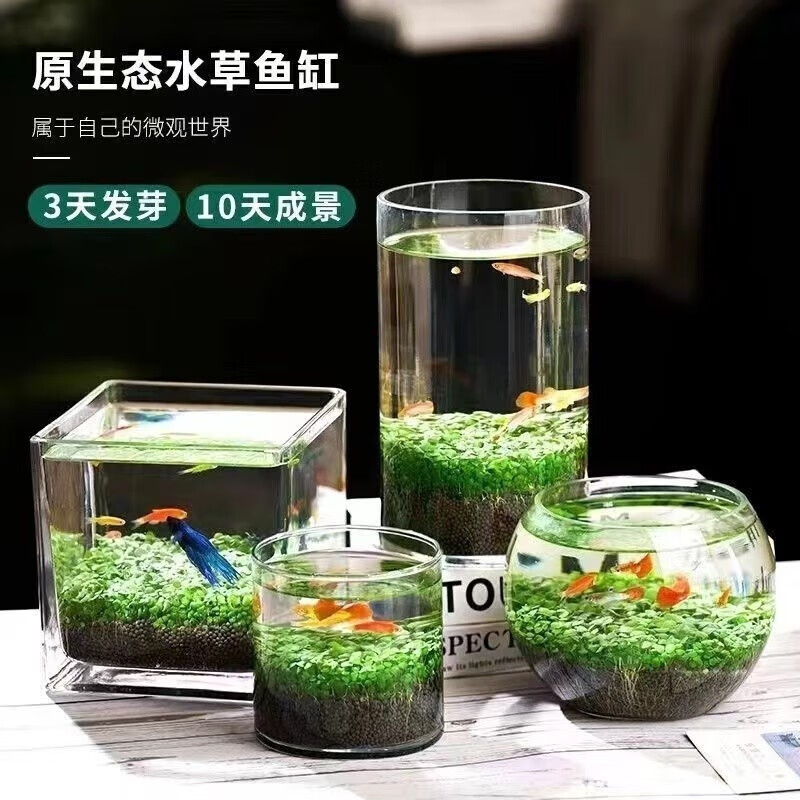 菲脂其他美妆工具 生态缸（款式随机）+草子+草泥 1个