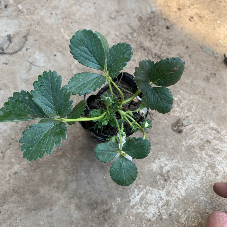 瑶草奇花草莓苗盆栽带土四季南北方种植当年结果食用奶油草莓秧阳台带