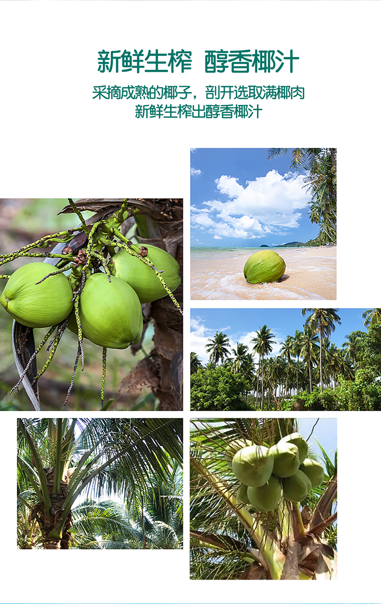 乐百氏生榨椰汁整箱正宗鲜椰子奶植物蛋白饮料椰子水245ml10瓶