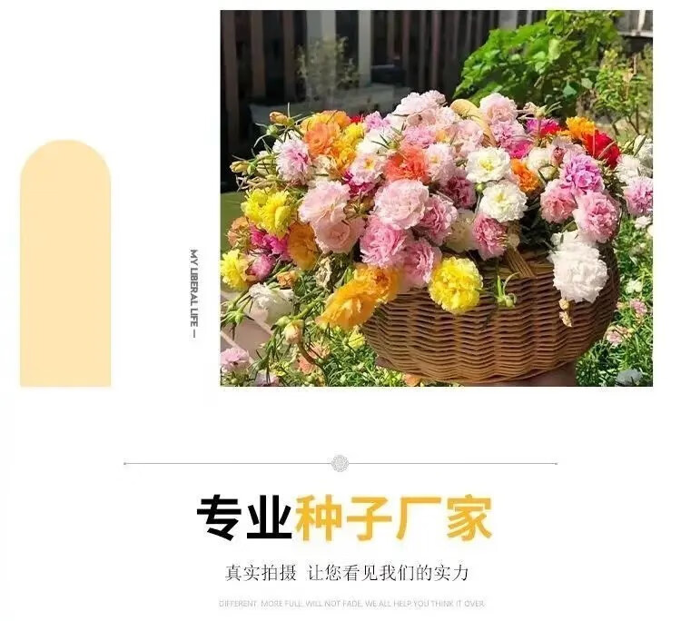 四季姑娘家居家装软饰四季太阳花 种zhong籽家居家装软创意家居居家必备  1万粒【足够3平米】