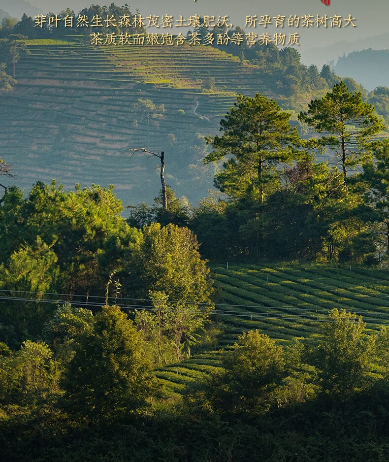 福茗源 雀舌茶叶 绿茶 2023新茶春茶明前一级贵州原产翠芽雀舌茶