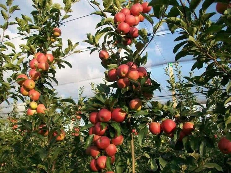 苹果树苗嫁接南方北方种植盆栽地栽冰糖心苹果苗矮化果树当年结果 青