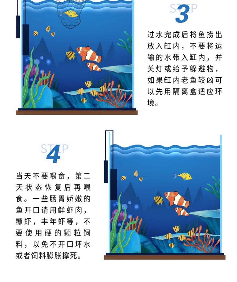 海水鱼活体活物印尼白天线虾虎热带海水养殖好看易活家养办公室海水缸