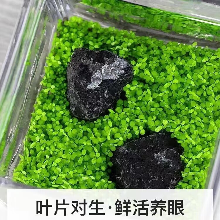 菲脂其他美妆工具 生态缸（款式随机）+草子+草泥 1个