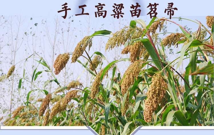 扫地扫帚高粱苗笤帚魔法扫把家用学校工厂地板清洁单个扫把 工厂学校专用款