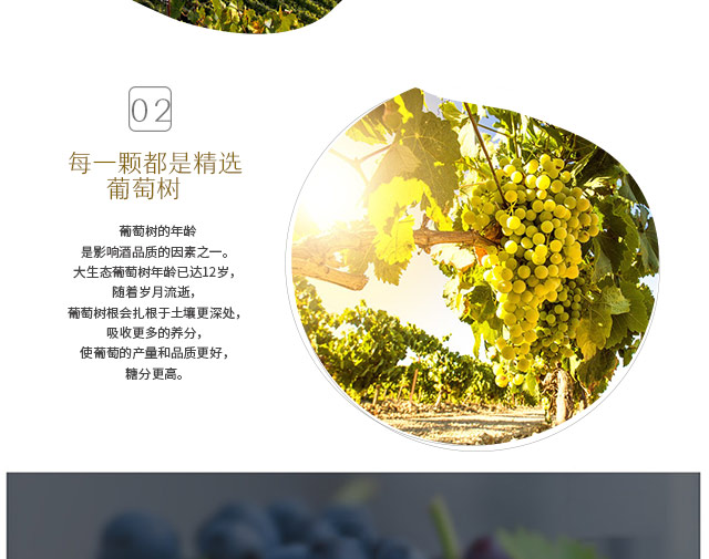 智利原瓶原装进口红酒 圣杯COPA精选系列梅