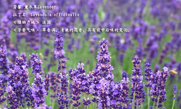 芳馨 10ML单方精油 薰衣草精油 香熏用品 薰衣草