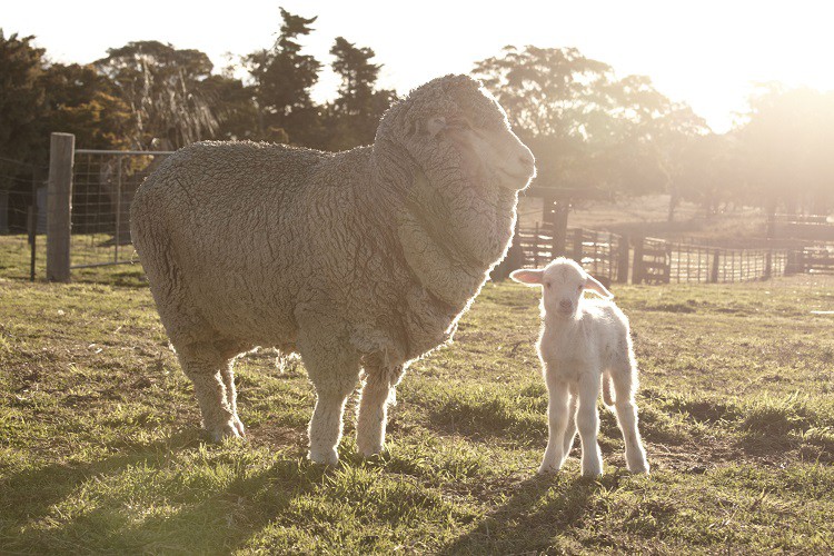 (LAPLAND ADVENTURE)100%美丽诺男式户