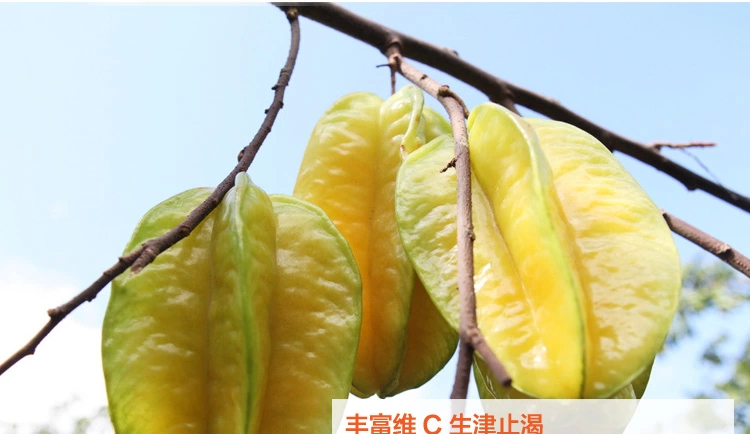 百果乡 海南三亚 新鲜水果 新鲜杨桃 肉厚汁多 