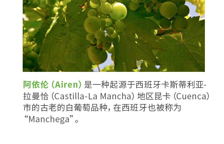 西班牙斗牛干白葡萄酒 单支装