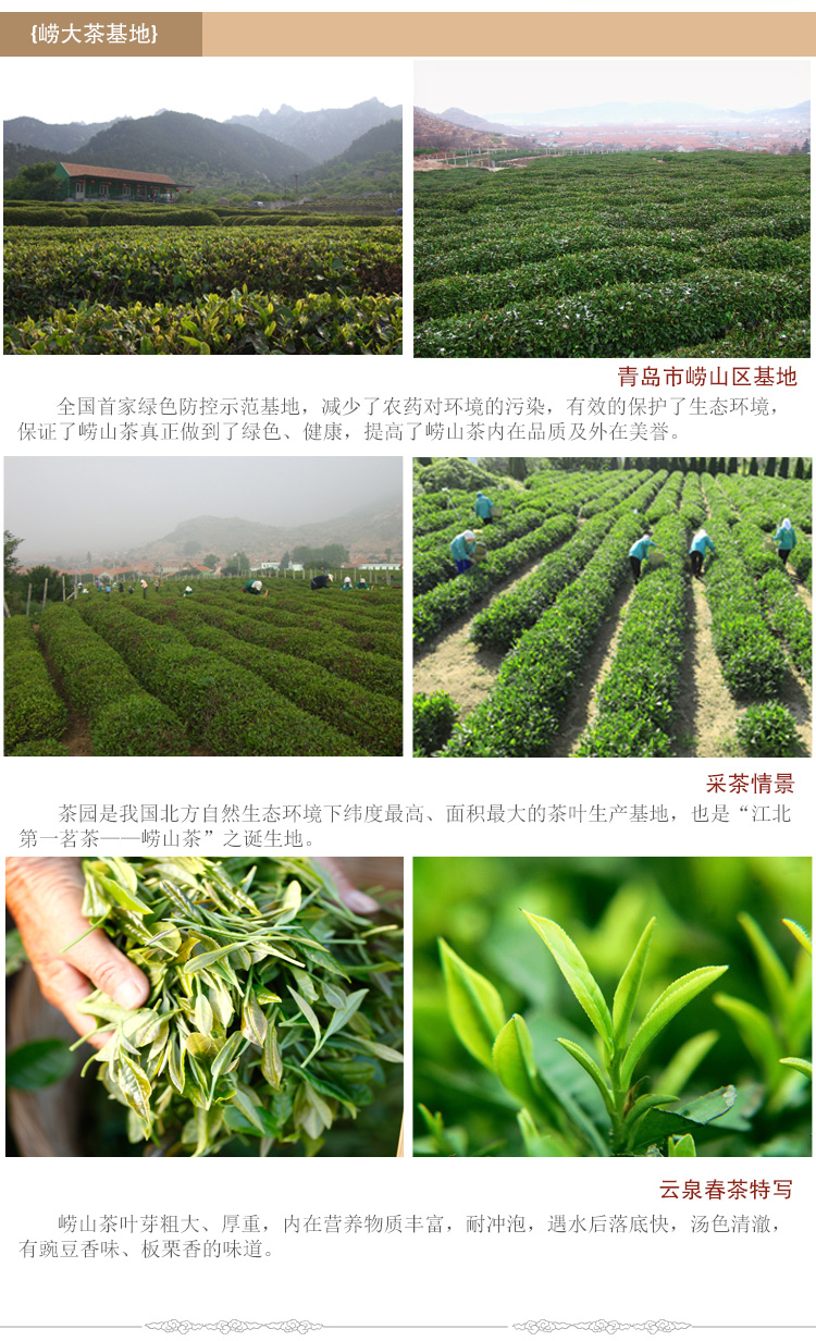 崂大 云泉春绿茶 正宗崂山茶2014新茶250g*2罐