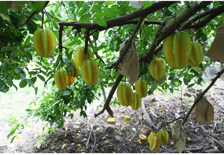 百果乡 海南三亚 新鲜水果 新鲜杨桃 肉厚汁多 