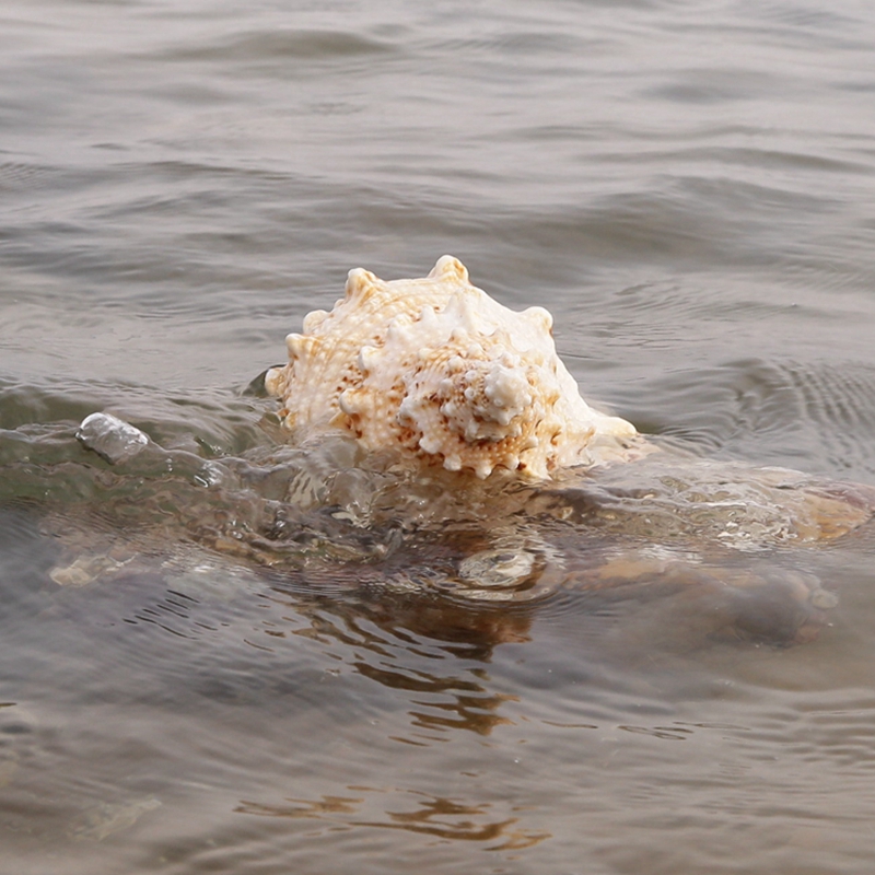 海贝海天然海螺贝壳 天然金口蛙螺 天然家庭摆饰品 家居装饰海洋风摆件