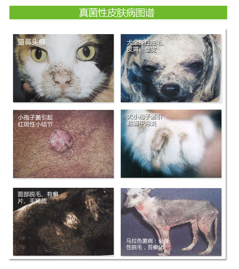 狗狗皮肤病真菌螨虫细菌感染药品 猫癣猫藓皮炎真菌药