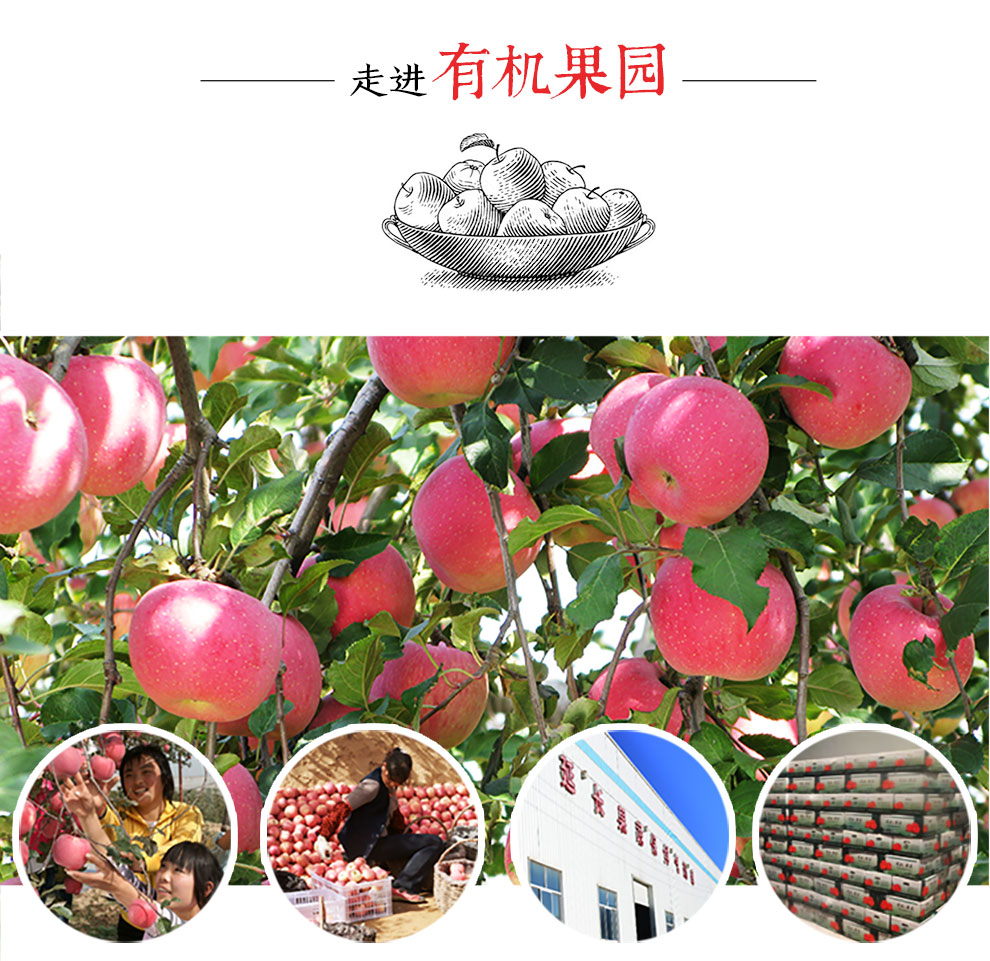 洛川有机苹果礼盒 团购 - 京东团购全国站