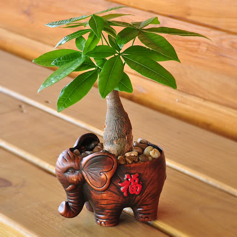 苏购小发财树植物盆栽 含盆