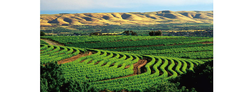 1919酒类直供 澳大利亚宝石树酒庄.992干红葡