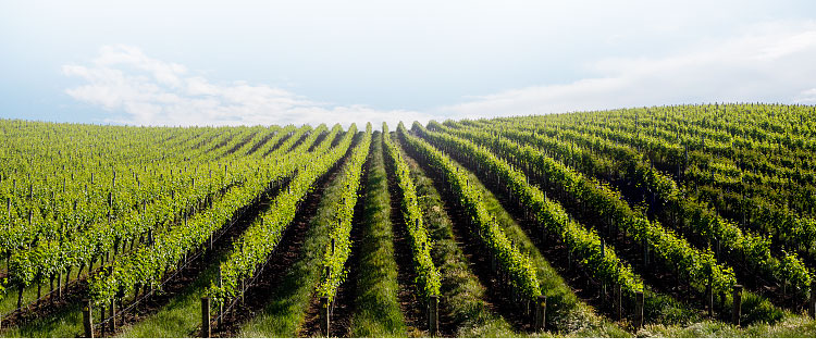 西班牙斗牛干白葡萄酒 单支装