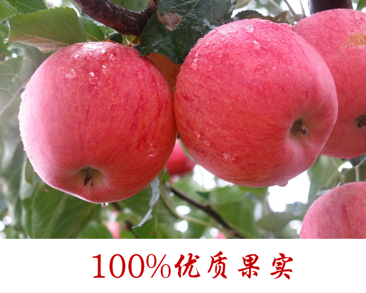 江南好 苹果脆片 航空食品 宁夏特产 22克袋装