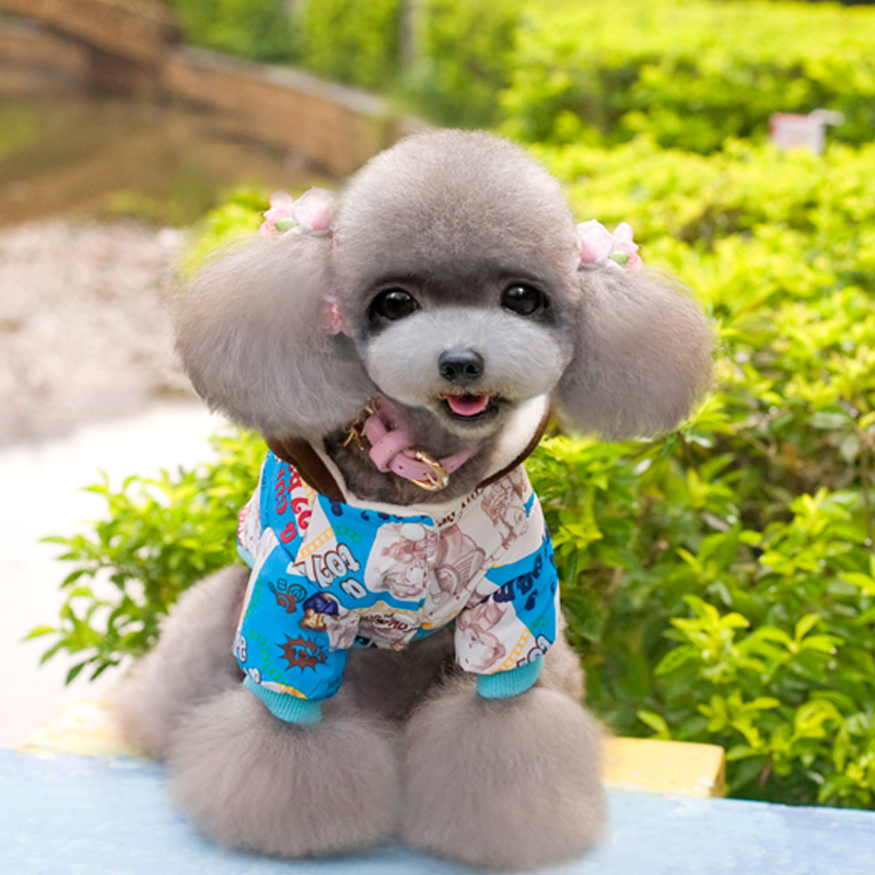 Pets allowed for autumn and winter clothing replacing dog clothes pet four corners trousers travel equipment apparel color random stars cap yellow Xiong S picture, prices, brand platters! The elections are supplied in the national character of distribution, so action, buy now enjoy more preferential! As soon as possible.