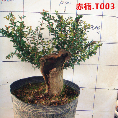 小叶赤楠盆景树桩四季常青盆景造型室内外植物 t016