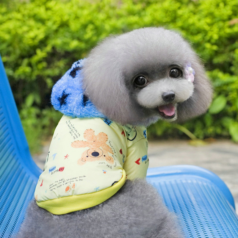 Pets allowed for autumn and winter clothing replacing dog clothes pet four corners trousers travel equipment apparel color random stars cap yellow Xiong S picture, prices, brand platters! The elections are supplied in the national character of distribution, so action, buy now enjoy more preferential! As soon as possible.
