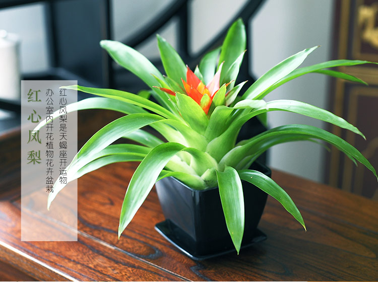 属蛇幸运植物花草图片,65属蛇的好运山水图片 努力生长 红心凤梨 办公室内开花植物花卉盆栽 天蝎座