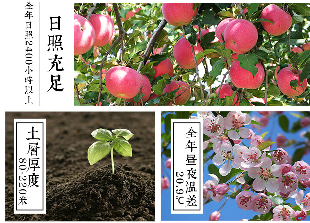 洛川有机苹果礼盒 团购 - 京东团购全国站