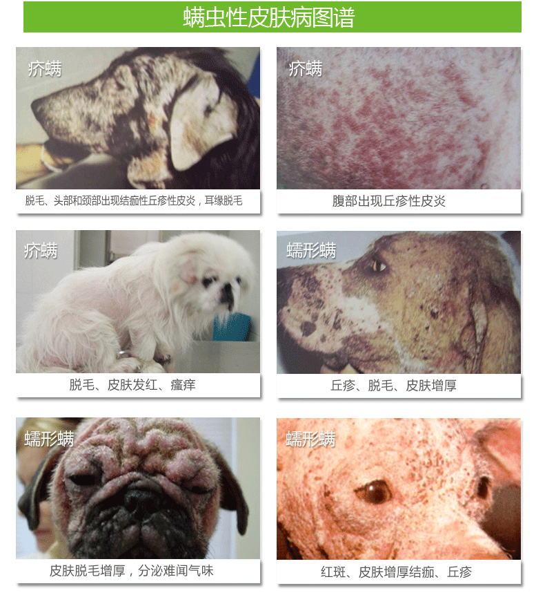 狗狗皮肤病真菌螨虫细菌感染药品 猫癣猫藓皮炎真菌药