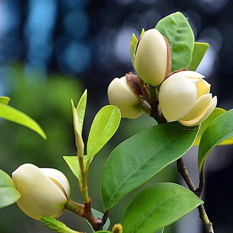 盆栽花卉绿植 浓香植物 盆栽含笑花苗 含笑花树苗 含笑树苗 香蕉花苗