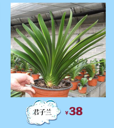 锦枫 )塑料水管 自来水管 浇花软管 蛇皮管 水管