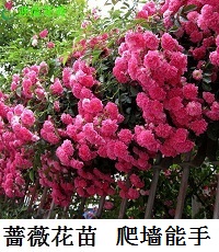 迎虞花苑 自来水塑料软管水管4分6分1寸蛇皮管