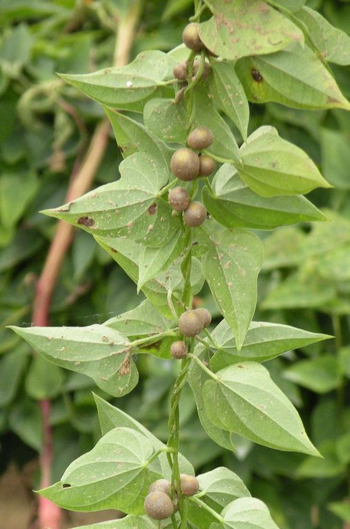 博多客山药豆新鲜怀山药蛋淮山药铁棍新鲜蔬菜s2斤