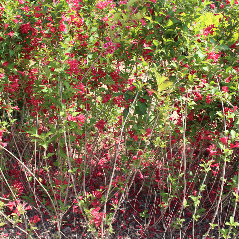 红王子锦带花红色花树苗工程苗圃色块类点缀绿化苗木花期长红王子锦带
