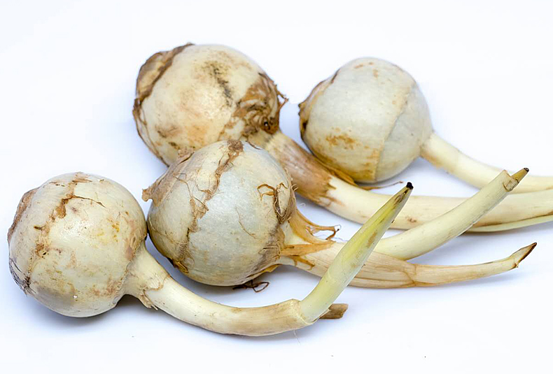 博多客白茨菇云南白茨菰慈姑新鲜蔬菜燕尾草白马蹄鲜慈姑b世5斤装
