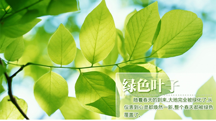 
                                        安贝易玻璃贴膜 无胶静电吸附玻璃贴 防透磨砂 防晒隔热窗花贴纸 加厚 树叶 75厘米宽每米价格                