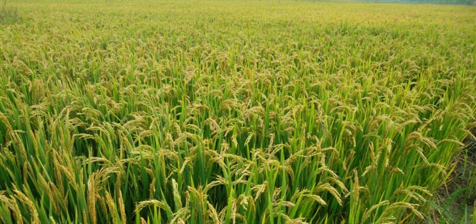 京东商城 十月稻田五常稻花香米5KG 报价\/价格