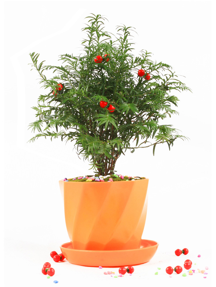 红豆牌盆栽红豆杉 吉祥.菠萝蜜 净化空气 除甲醛