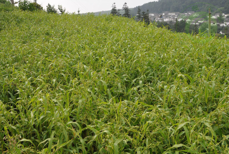 涵田 特级农家自产 小薏米 小薏仁400g 薏苡仁【贵州薏米种植户直供】