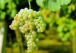 40°法国卡慕干邑经典VSOP白兰地700ml 价格