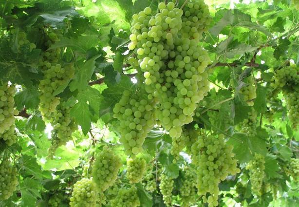 意大利原瓶进口红酒 阿尔米亚有机葡萄酒IGT级